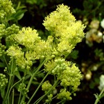 Photos Thalictrum flavum ssp. flavum