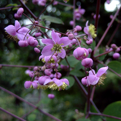 Photos Thalictrum rochebrunianum - Columbine meadow-rue