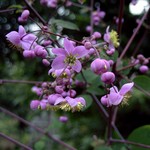 Thalictrum rochebrunianum - Pr�chtige Wiesenraute