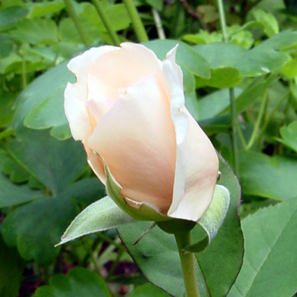 Photos Rosa - Rose