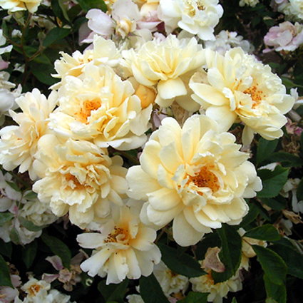 Photos Rosa - Rose