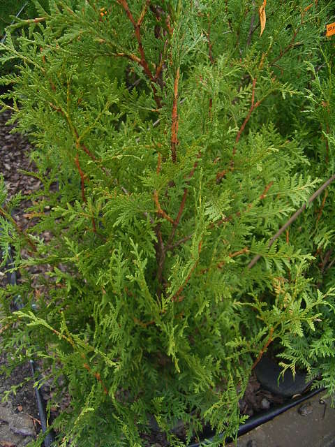 Photos Thuja occidentalis - Arborvitae