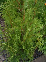 Photos Thuja occidentalis