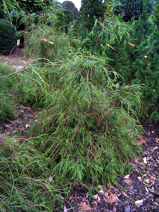 Photos Thuja occidentalis - Arborvitae