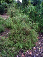 Photos Thuja occidentalis