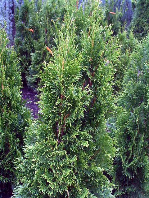 Thuja occidentalis