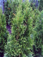Fotos Thuja occidentalis