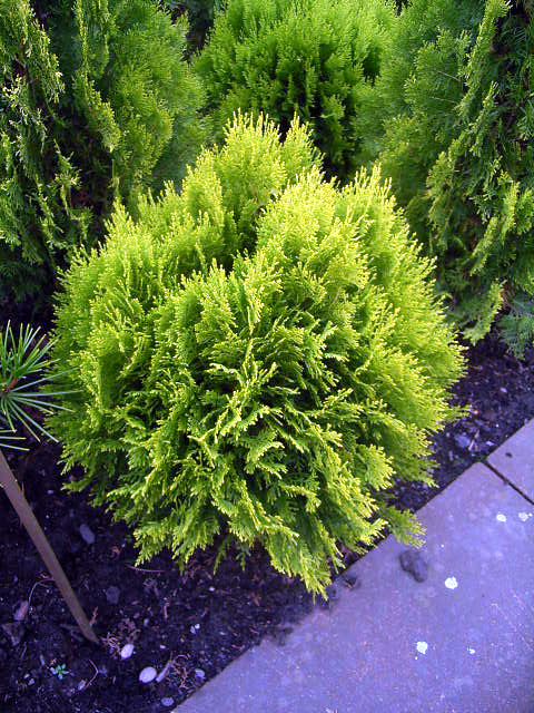 Thuja orientalis