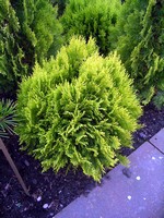 Photos Thuja orientalis