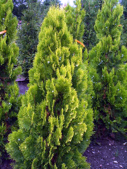 Photos Thuja orientalis - 
