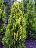 Photos Thuja orientalis