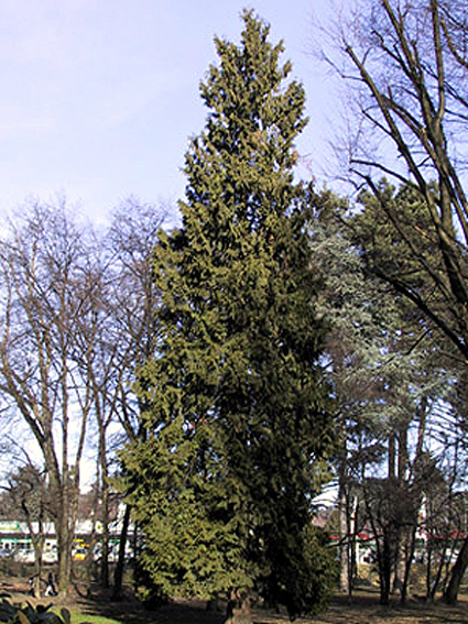 Photos Thuja plicata - Western red cedar