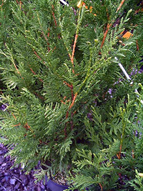 Thuja plicata