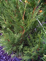 Photos Thuja plicata