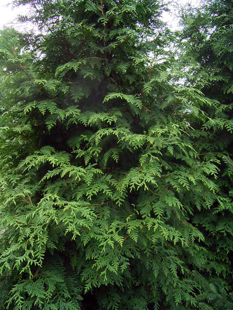 Photos Thuja plicata - Western red cedar