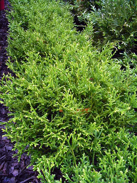 Photos Thujopsis dolobrata - 