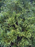 Thujopsis dolobrata - Hibalebensbaum