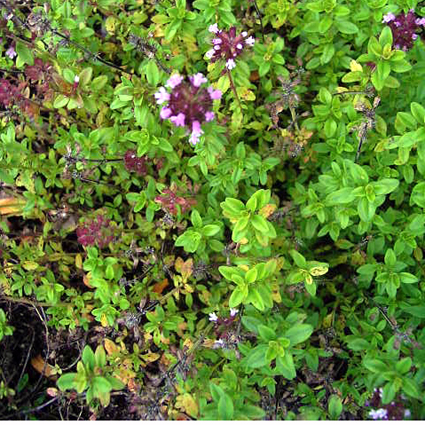 Photos Thymus � citriodorus - Thyme