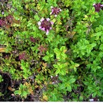 Photos Thymus � citriodorus