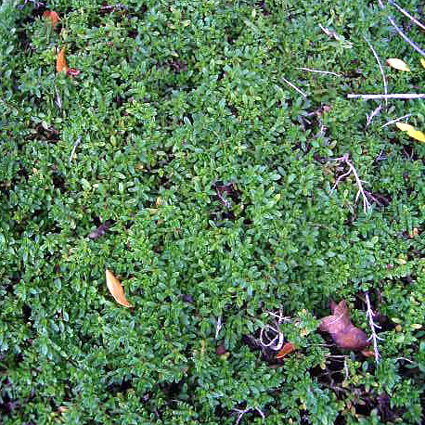 Photos Thymus doerfleri - Thyme