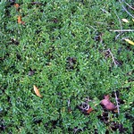 Photos Thymus doerfleri