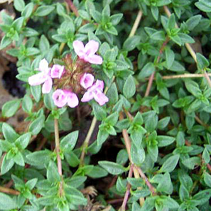 Photos Thymus serpyllum - Thyme