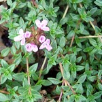 Photos Thymus serpyllum
