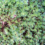 Photos Thymus pseudolanuginosus