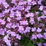 Photos Thymus serpyllum