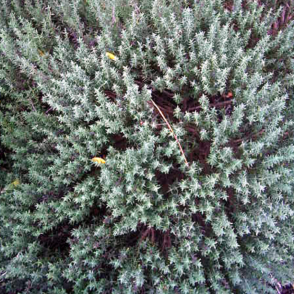 Photos Thymus vulgaris - Garden thyme