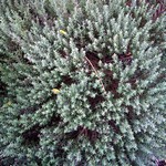 Photos Thymus vulgaris