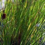Photos Typha laxmannii