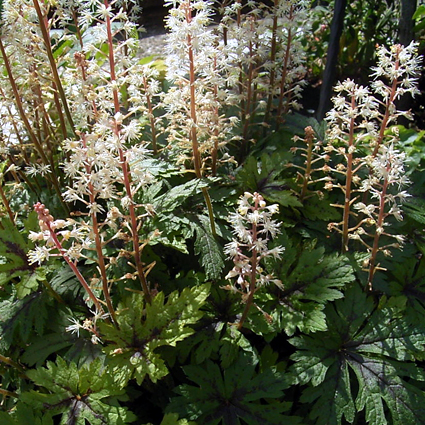 Photos Tiarella cordifolia - Heartleaf foamflower