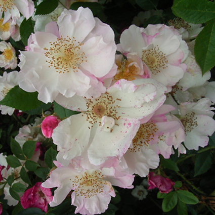 Photos Rosa - Rose