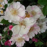 Photos Rosa