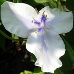 Photos Tradescantia x andersoniana