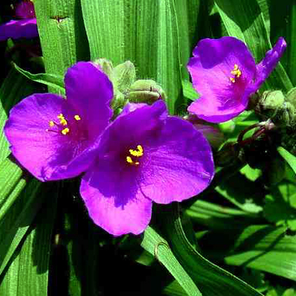 Photos Tradescantia x andersoniana - 