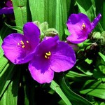 Tradescantia x andersoniana - Dreimasterblume Zwaanenburg Blue