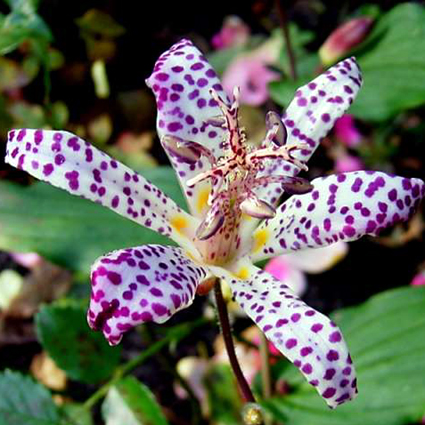 Photos Tricyrtis hirta - Toadlily