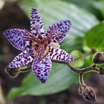 Photos Tricyrtis formosana