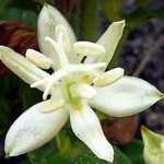 Photos Tricyrtis hirta