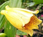 Photos Tricyrtis macrantha