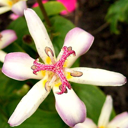Photos Tricyrtis hirta - Toadlily