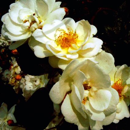 Photos Rosa - 