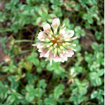 Photos Trifolium repens - White clover