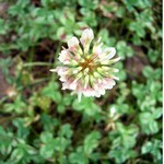 Trifolium repens - Klee Harlekin