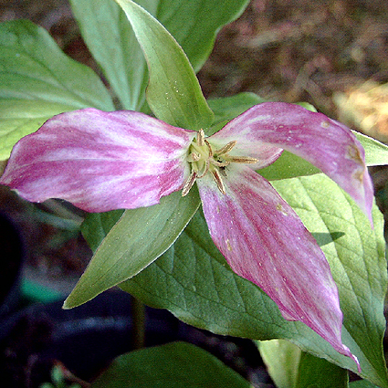 Photos Trillium cuneatum - Whip-poor-will flower