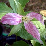 Photos Trillium cuneatum