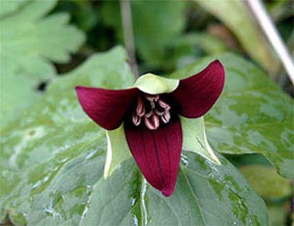 Photos Trillium erectum - Red trillium