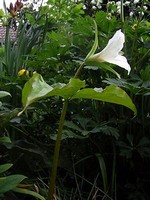 Photos Trillium grandiflorum - White trillium